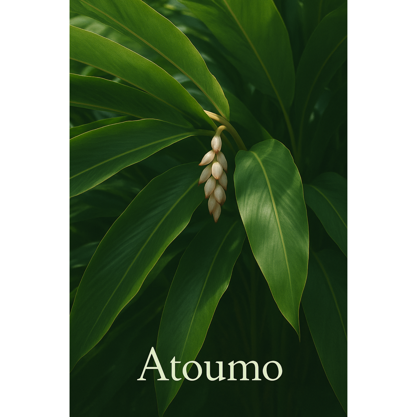 Atoumo – la flamme du corps, la racine du feu