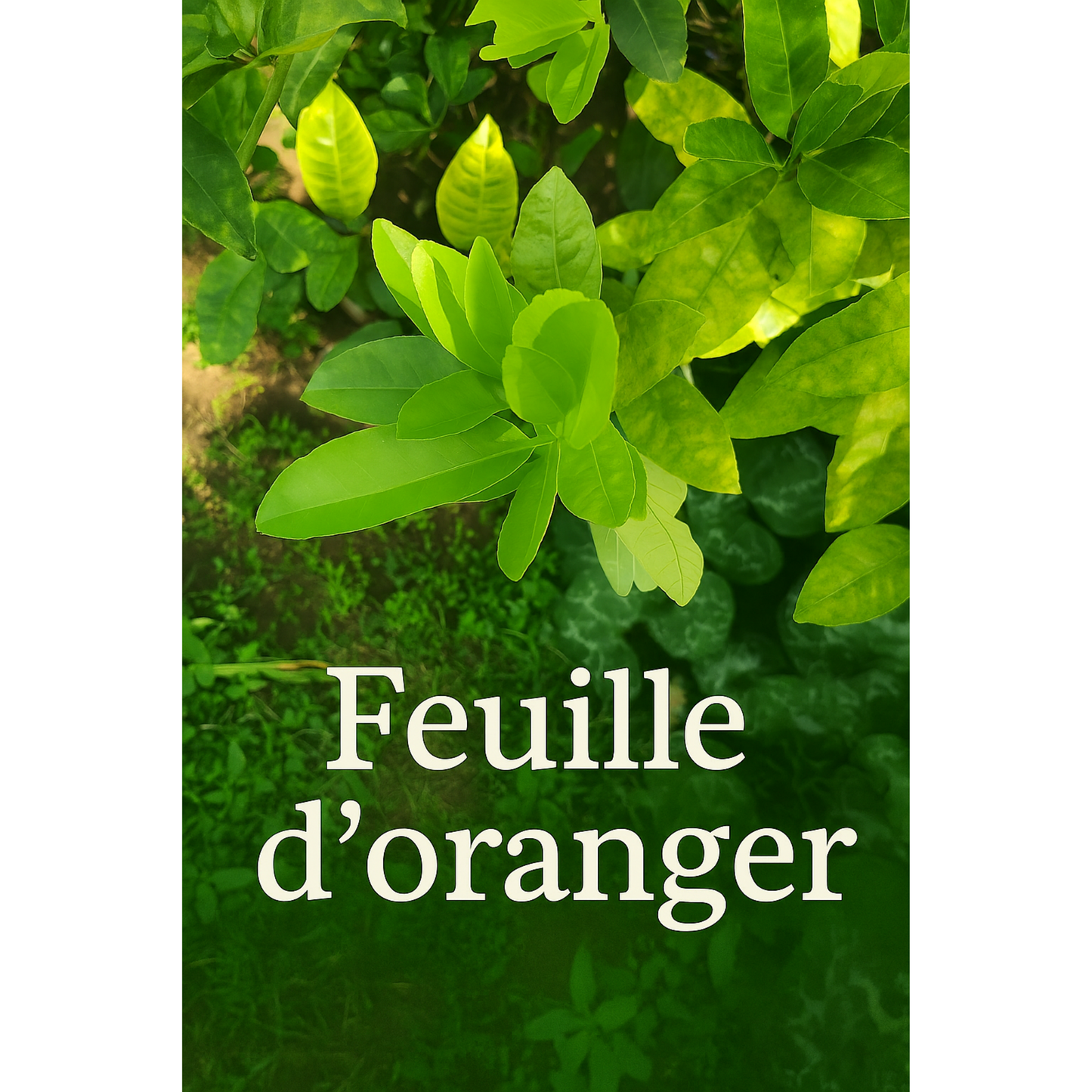 Feuille d’Oranger – Sérénité en feuille