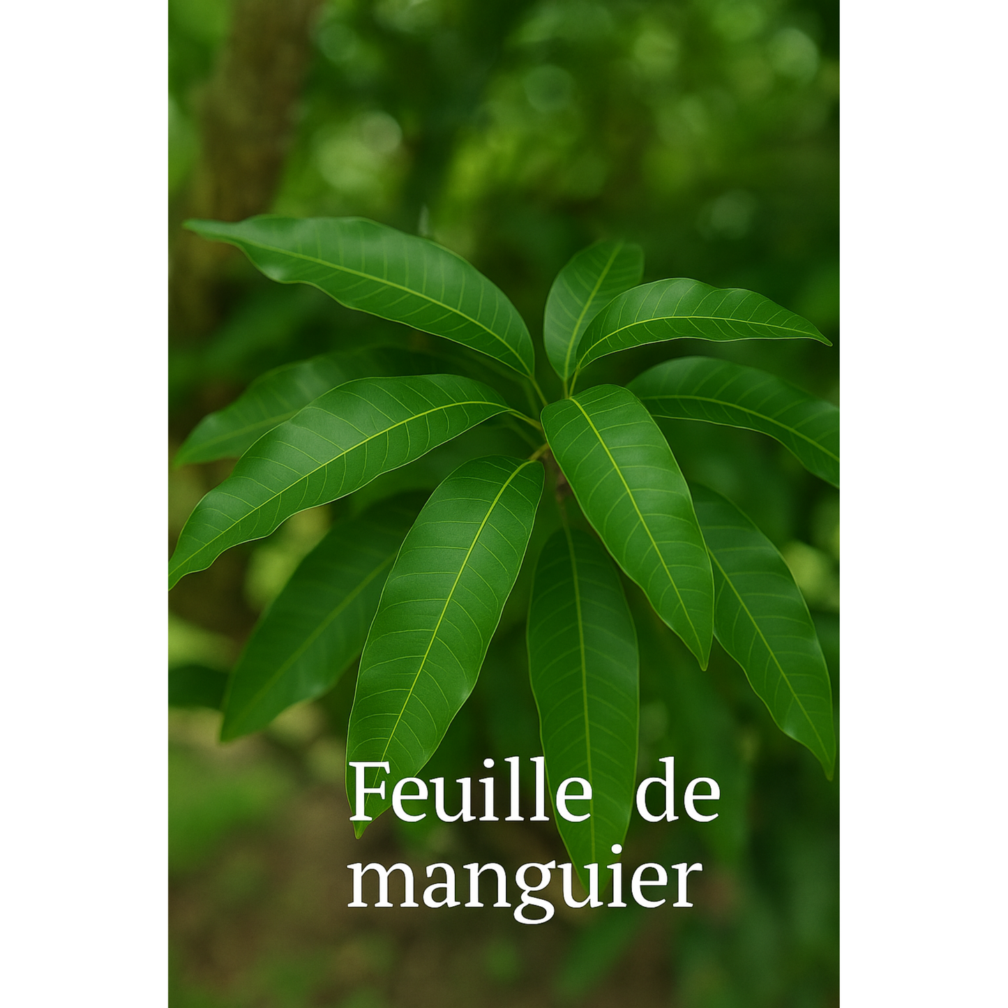 Feuilles de Manguier (Mangifera indica)