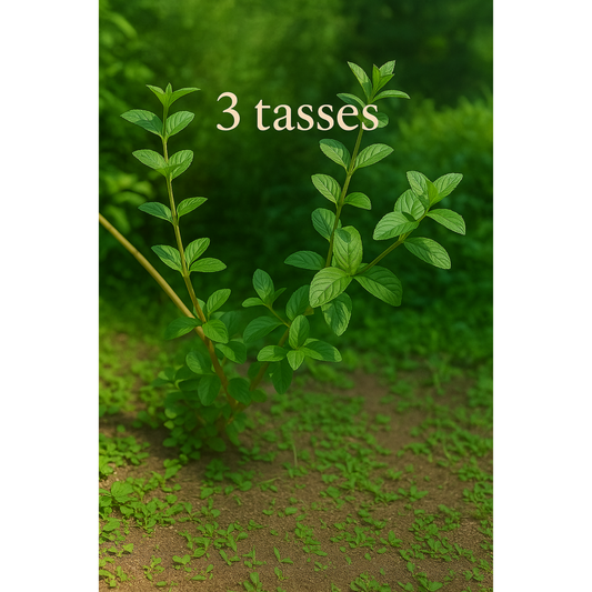 Trois-tasses (Lippia Alba)