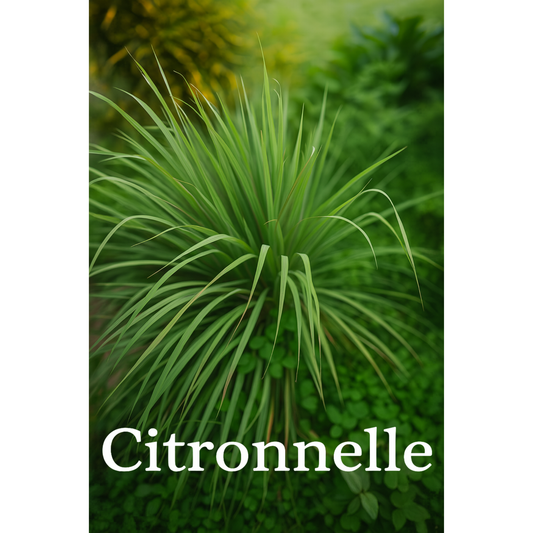 Citronnelle (Cymbopogon citratus)