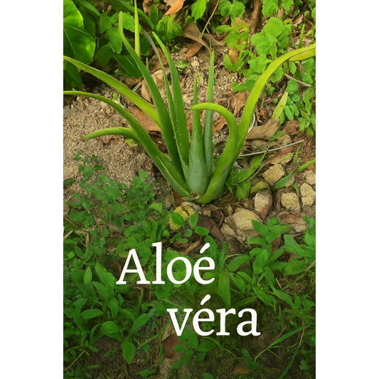 Aloé Véra – La plante aux mille usages