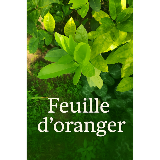 Feuille d’Oranger – Sérénité en feuille