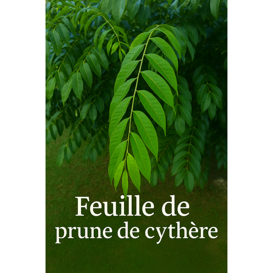 Feuilles de Prune de Cythère - la richesse verte tropicale