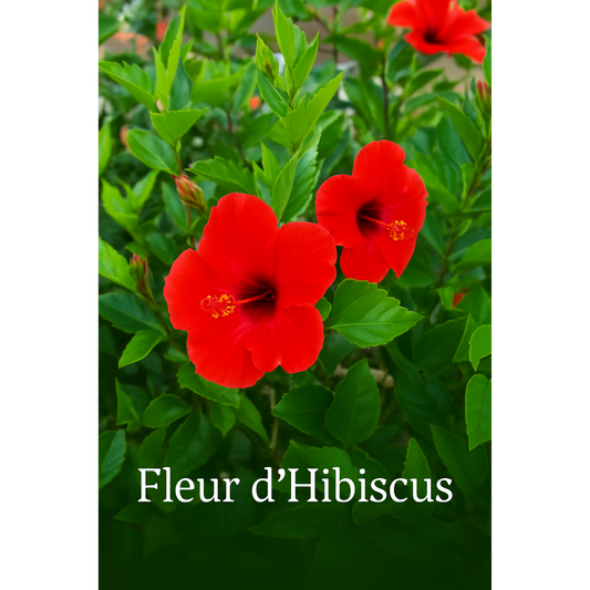 Fleur d’Hibiscus (Rosa-sinensis / Sabdariffa)
