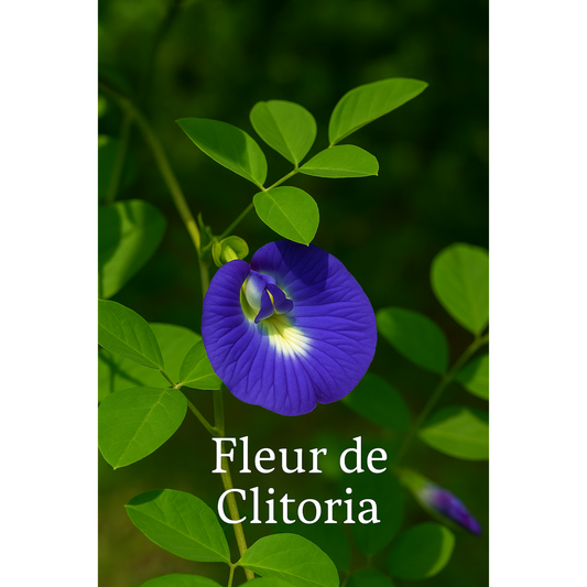 Fleur de Clitoria (Pois bleu)