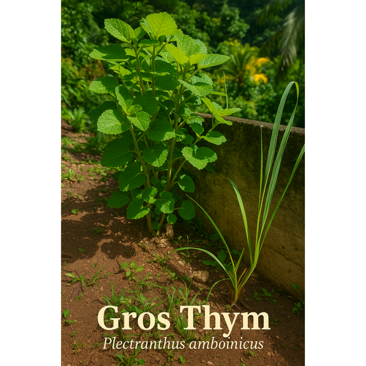 Gros Thym – L’aromatique créole aux mille vertus