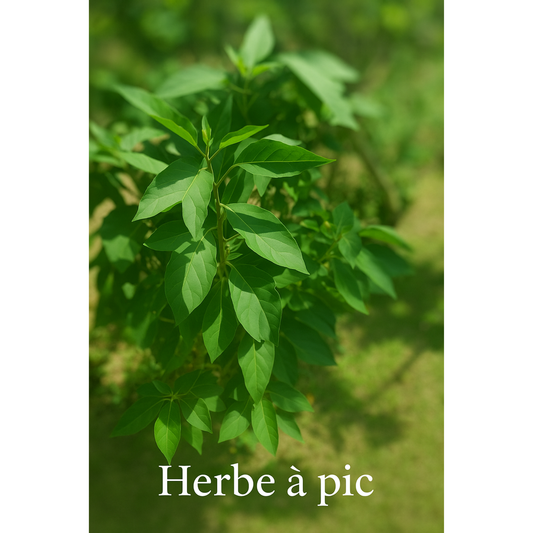 Herbe à pic – L'ortie créole qui pique