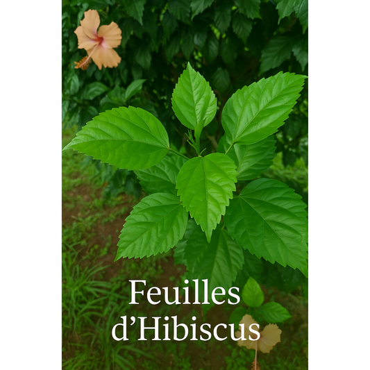Feuilles d’Hibiscus